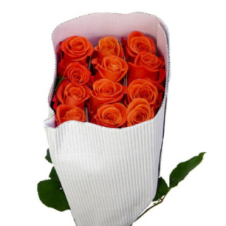 ROSA ECU ORANGE CRUSH 401