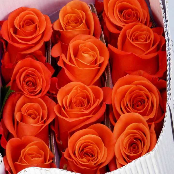 ROSA ECU ORANGE CRUSH 402