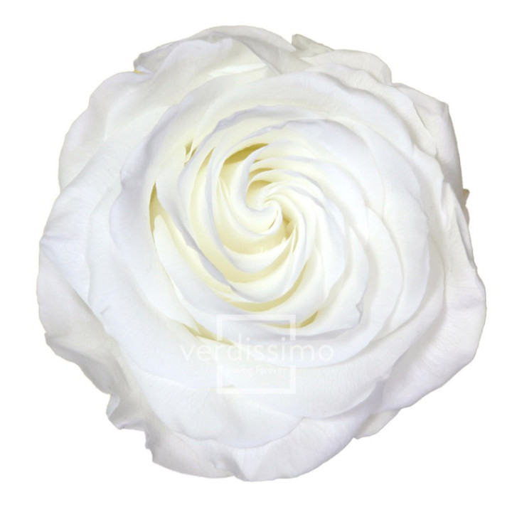 ROSA PRESERVADA PREMIUM 4 UNID RSG/20001