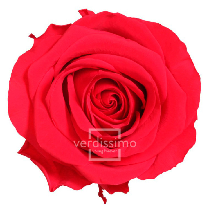 ROSA PRESERVADA PREMIUM 4 UNID RSG/22001