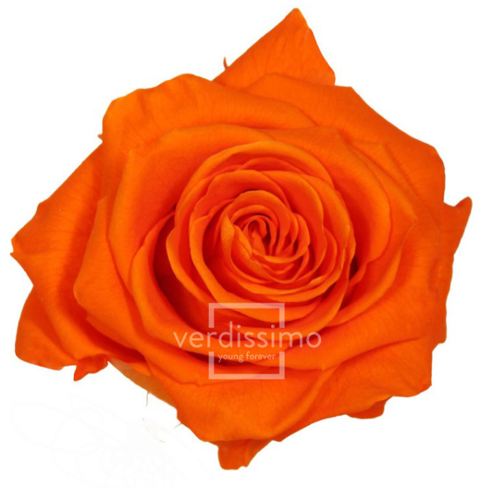 ROSA PRESERVADA PREMIUM 4 UNID RSG/25301