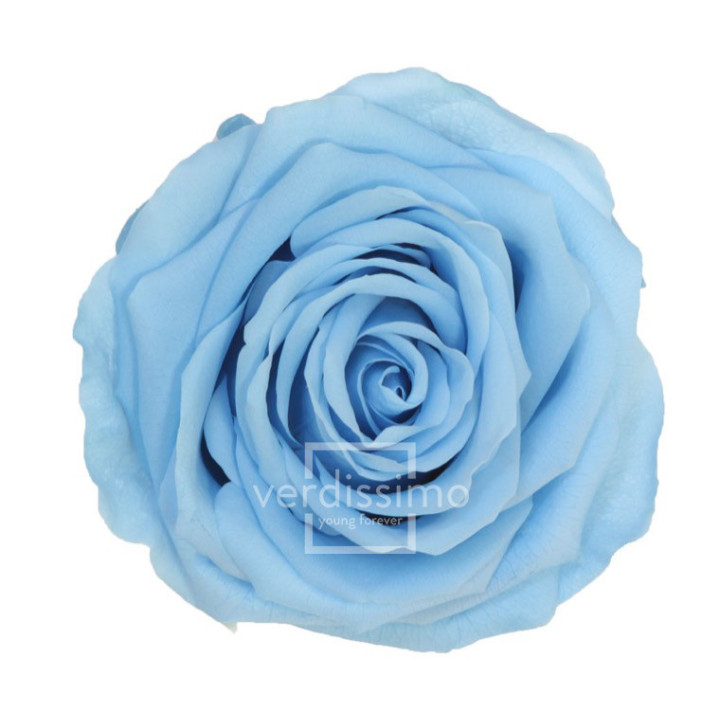 ROSA PRESERVADA PREMIUM 4 UNID RSG/26401