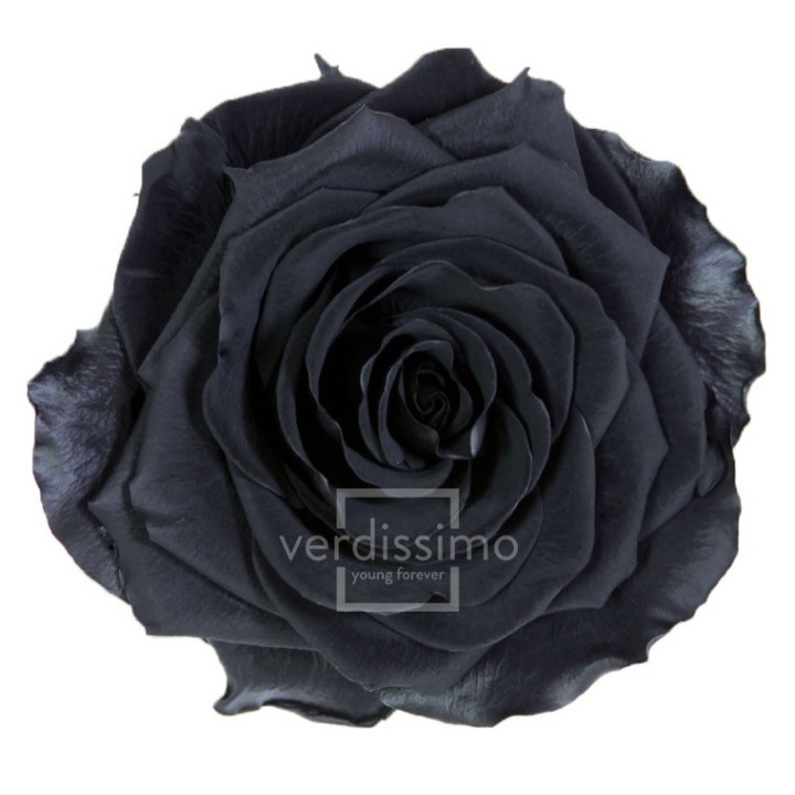 ROSA PRESERVADA PREMIUM 4 UNID RSG/29901