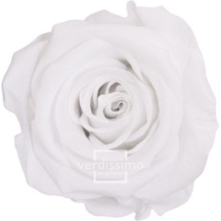 ROSA PRESERVADA STANDART 6 UNID RST/20001