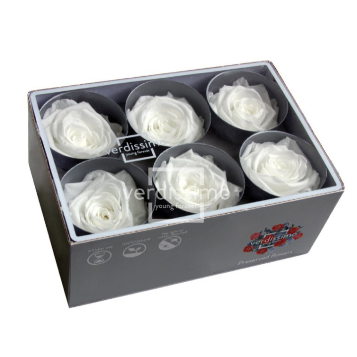 ROSA PRESERVADA STANDART 6 UNID RST/20002