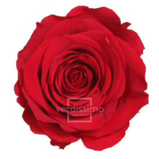 ROSA PRESERVADA STANDART 6 UNID RST/22001