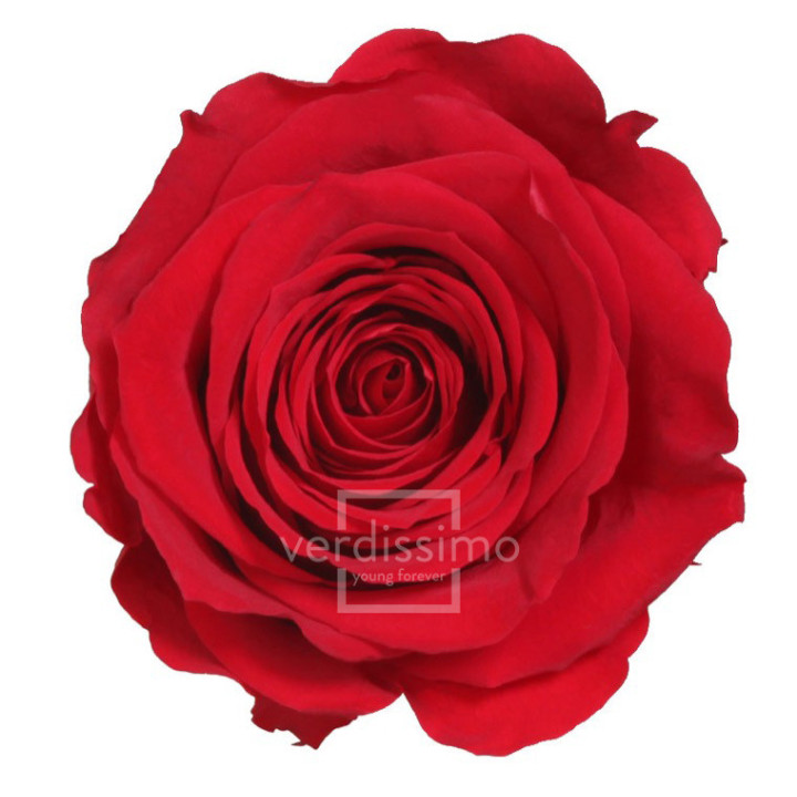ROSA PRESERVADA STANDART 6 UNID RST/22001