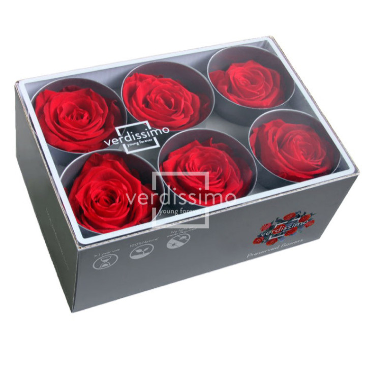 ROSA PRESERVADA STANDART 6 UNID RST/22002