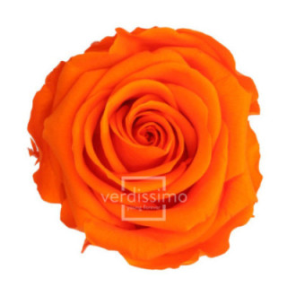 ROSA PRESERVADA STANDART 6 UNID RST/25301