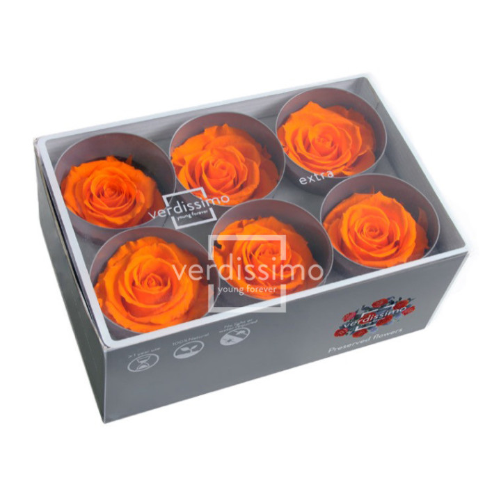 ROSA PRESERVADA STANDART 6 UNID RST/25302