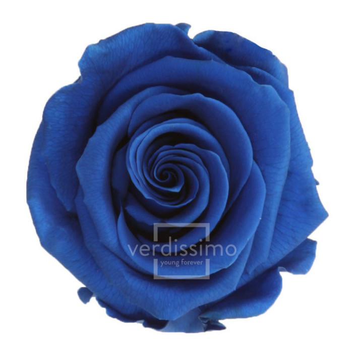 ROSA PRESERVADA STANDART 6 UNID RST/26301
