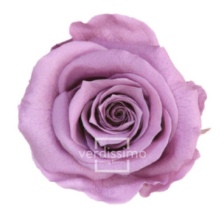 ROSA PRESERVADA STANDART 6 UNID RST/28301