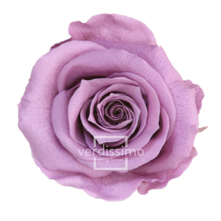 ROSA PRESERVADA STANDART 6 UNID RST/28301