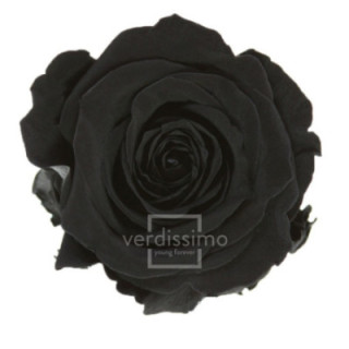 ROSA PRESERVADA STANDART 6 UNID RST/29901