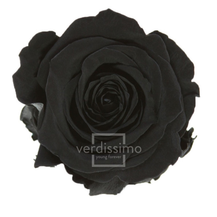 ROSA PRESERVADA STANDART 6 UNID RST/29901