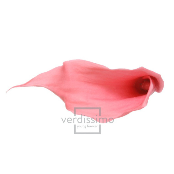 MINI CALA PRESERVADA ROSA MCL/55401