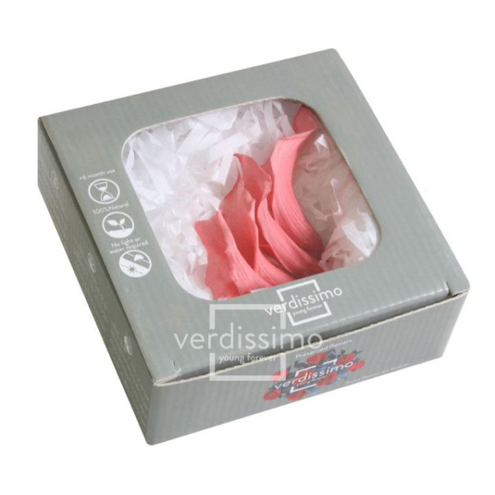 MINI CALA PRESERVADA ROSA MCL/55402