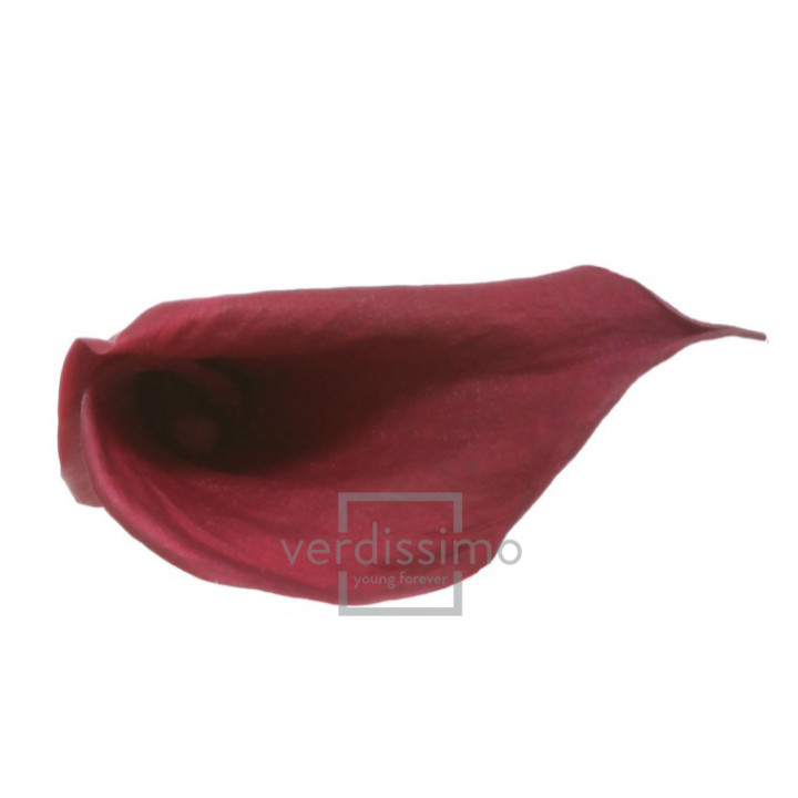 MINI CALA PRESERVADA BLACKBERRY MCL/58401