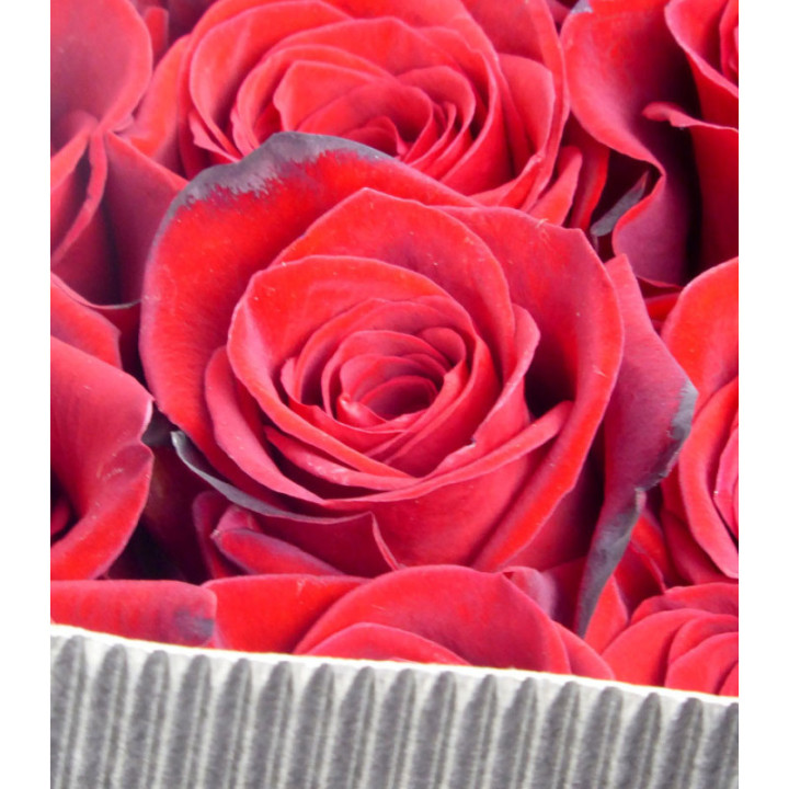 ROSA ECU FREEDOM 401