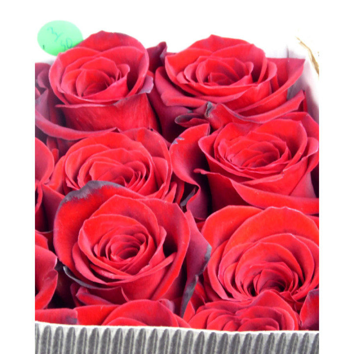 ROSA ECU FREEDOM 402