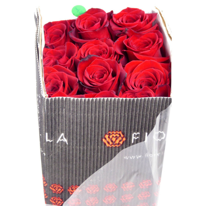 ROSA ECU FREEDOM 403