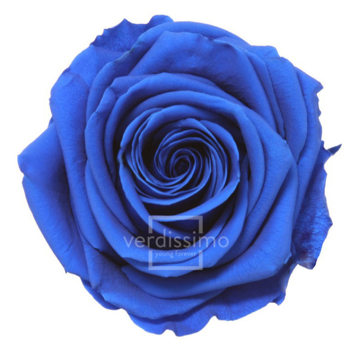 ROSA PRESERVADA PREMIUM 4 UNID RSG/26301