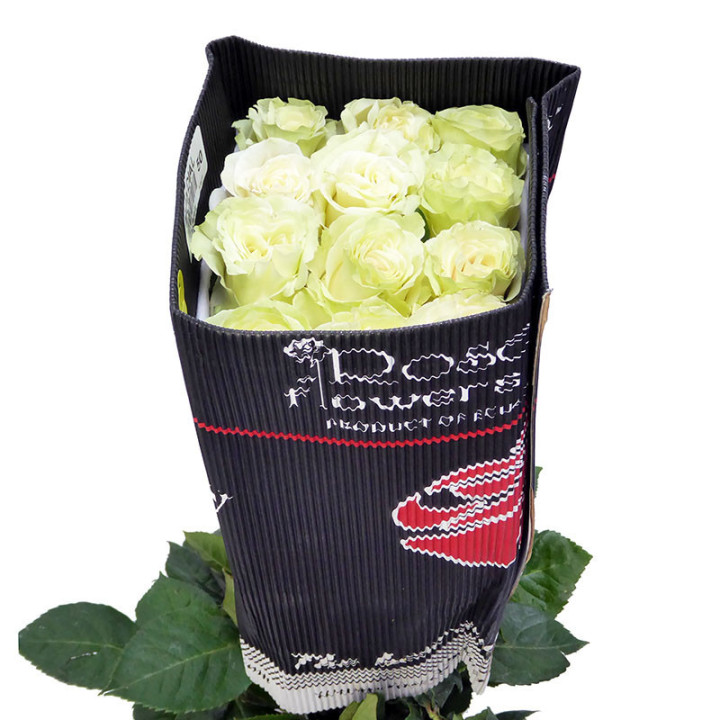 ROSA ECU MONDIAL 401