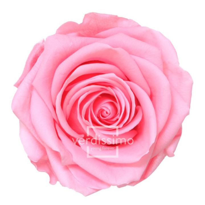 ROSA PRESERVADA PREMIUM 4 UNID RSG/24201