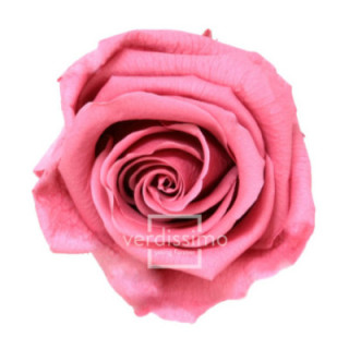 ROSA PRESERVADA STANDART 6 UNID RST/24801