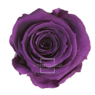 ROSA PRESERVADA STANDART 6 UNID RST/28401