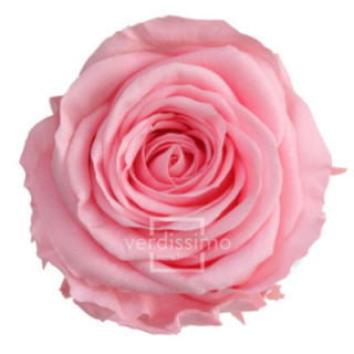 ROSA PRESERVADA STANDART 6 UNID RST/24201