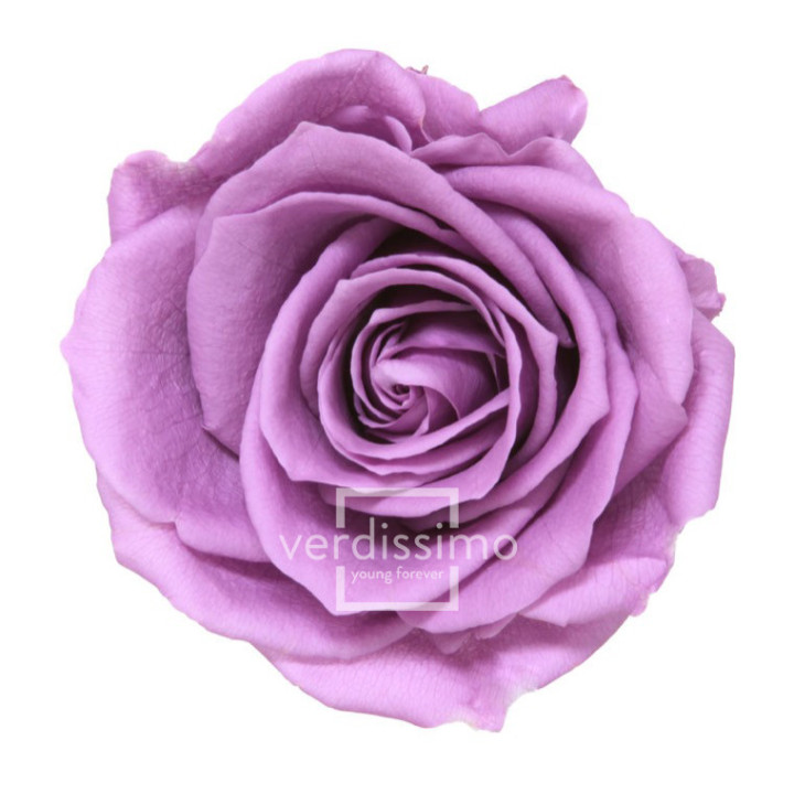 ROSA PRESERVADA PREMIUM 4 UNID RSG/28301