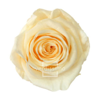 ROSA PRESERVADA STANDART 6 UNID RST/20201