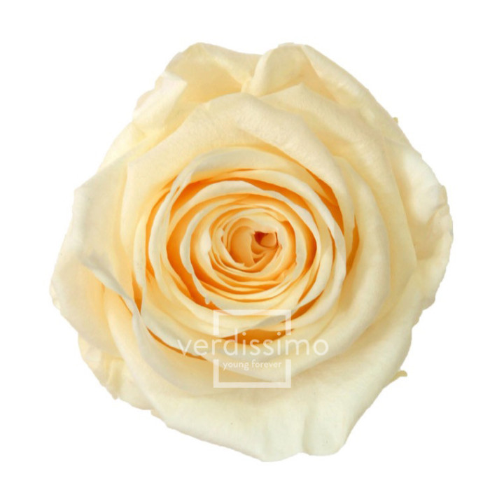 ROSA PRESERVADA STANDART 6 UNID RST/20201