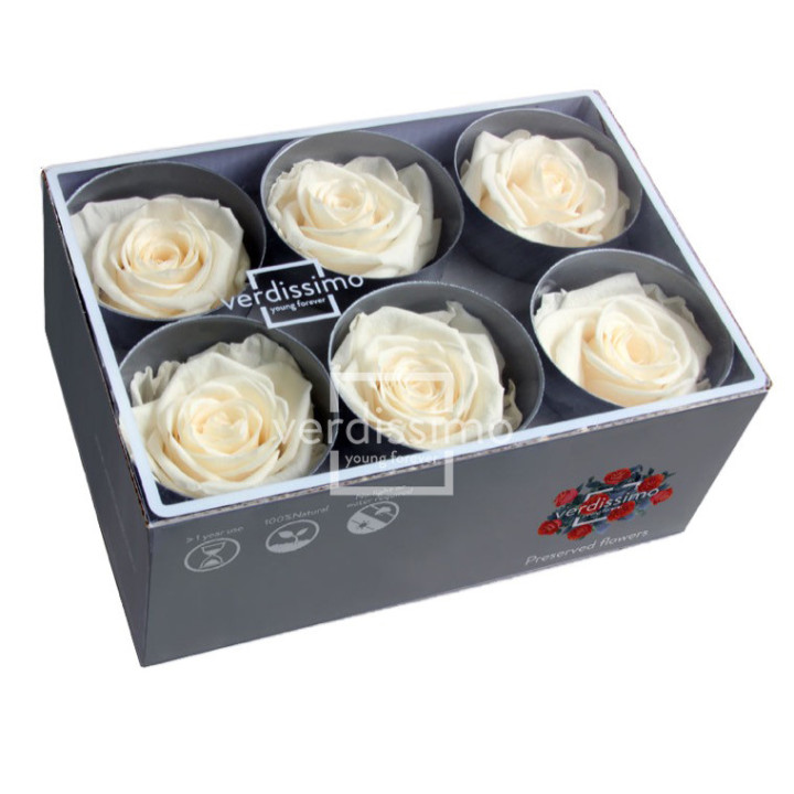 ROSA PRESERVADA STANDART 6 UNID RST/20202
