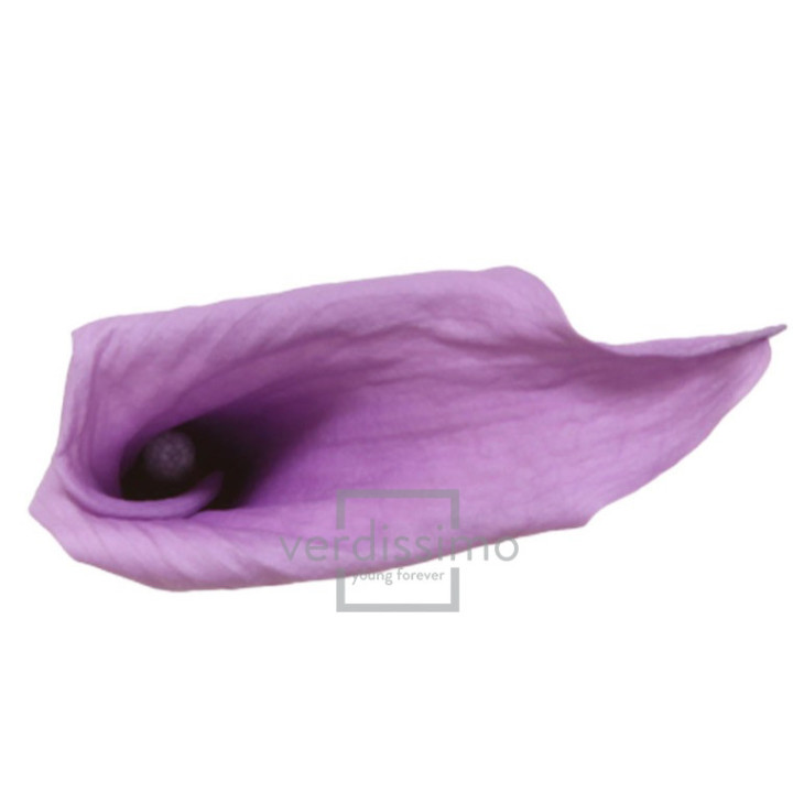 MINI CALA PRESERVADA LILA MCL/58301