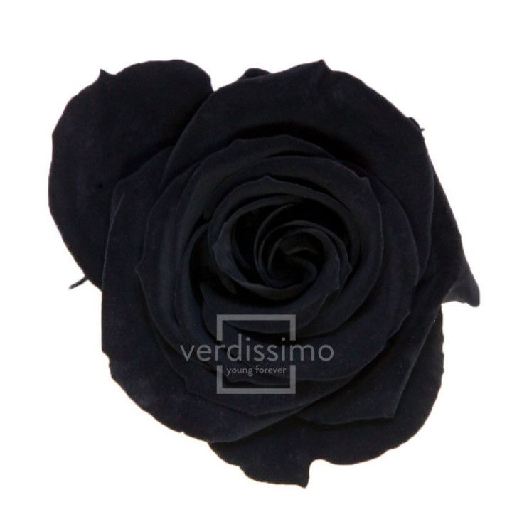ROSA PRESERVADA MEDIA 8 UNID RME/39901