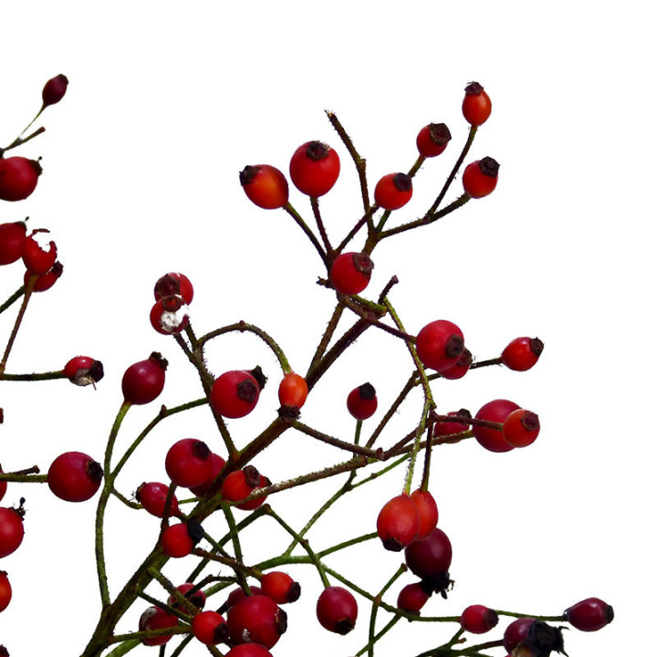 ROZENBOTTEL PRINSBERRY FIRE 602