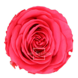 ROSA PRESERVADA STANDART 6 UNID RST/24901