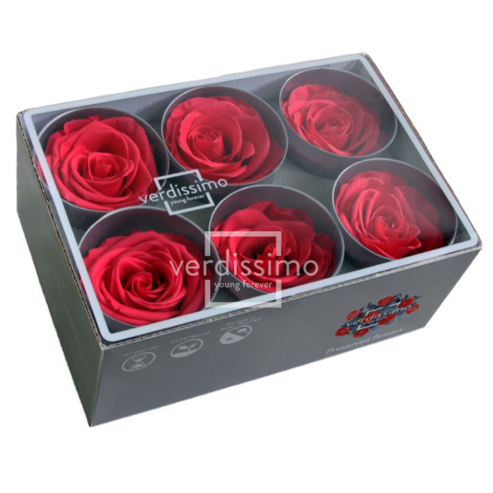 ROSA PRESERVADA STANDART 6 UNID RST/24902