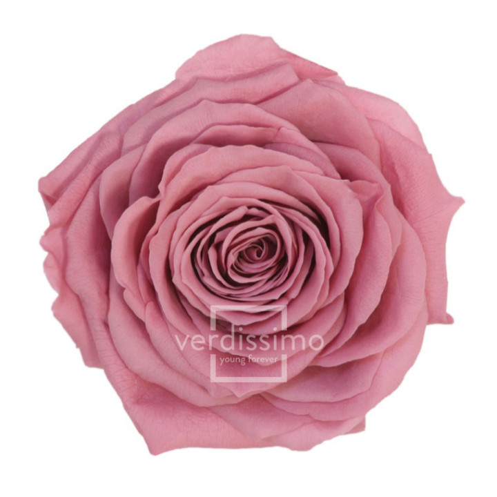 ROSA PRESERVADA PREMIUM 4 UNID RSG/24801