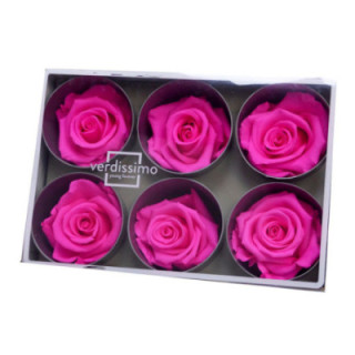 ROSA PRESERVADA STANDART 6 UNID RST/24301