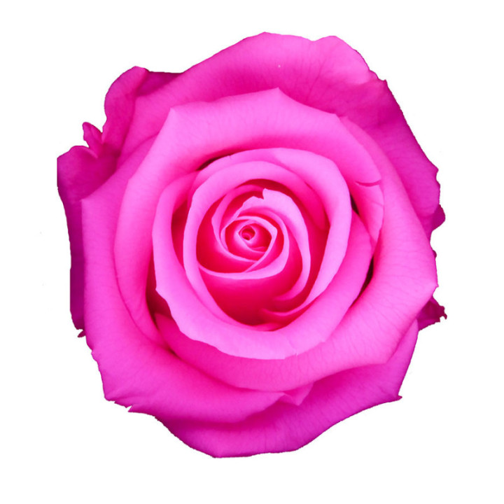 ROSA PRESERVADA STANDART 6 UNID RST/24302