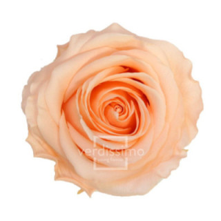 ROSA PRESERVADA PREMIUM 4 UNID RSG/25501