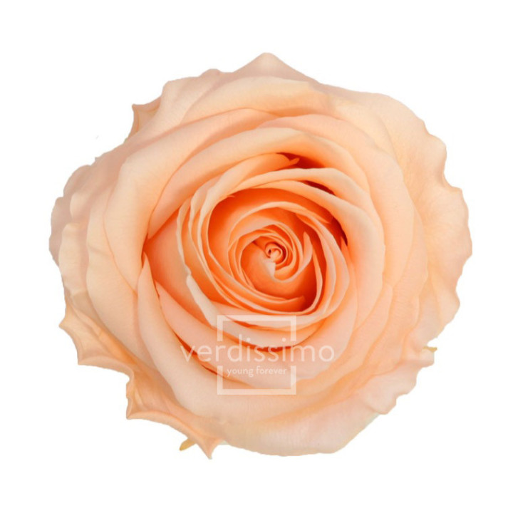 ROSA PRESERVADA PREMIUM 4 UNID RSG/25501