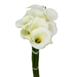 CALA WHITE ART 501