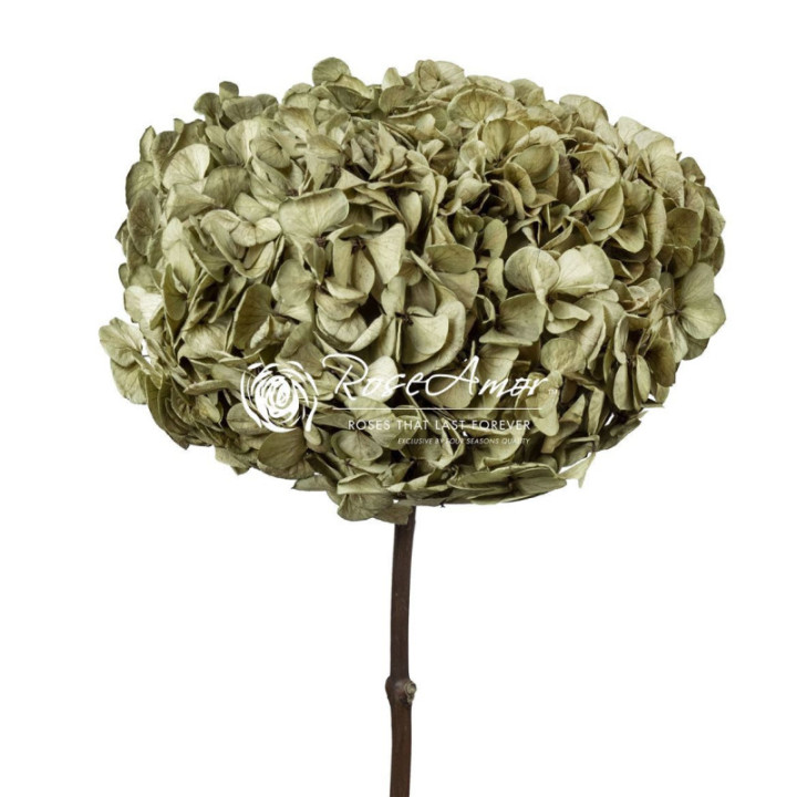 HORTENSIA PRESERVADA GREEN 061