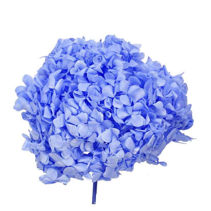 HYDRANGEA PRESERVADA VIO1
