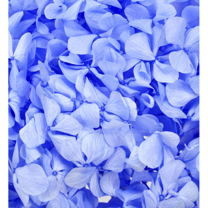 HYDRANGEA PRESERVADA VIO2