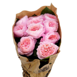ROSA HOL MAYFIELD 701
